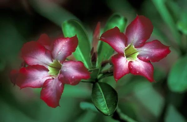 テガララン近くの熱帯の花 — ストック写真