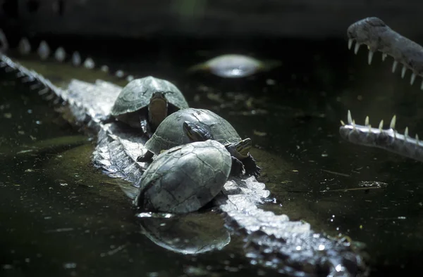 ÁSIA INDONÉSIA BALI ANIMAL REPTIL TURTLE CROCODILE — Fotografia de Stock