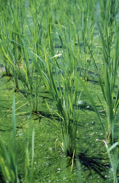 Ricefield Adası Bali Ubud yakınındaki — Stok fotoğraf