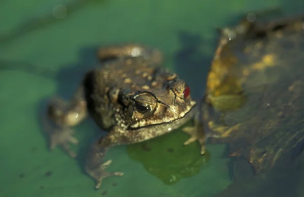 水中的绿色青蛙 — 图库照片