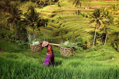 Ubud yakınındaki ricefield peyzaj