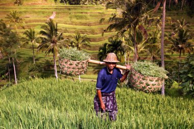 Ubud yakınındaki ricefield peyzaj
