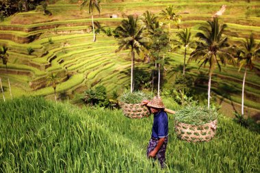 Ubud yakınındaki ricefield peyzaj
