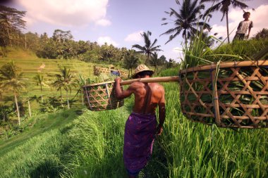 Ubud yakınındaki ricefield peyzaj