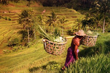 Ubud yakınındaki ricefield peyzaj