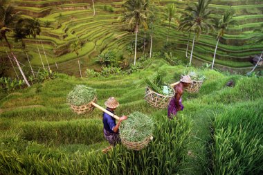 Ubud yakınındaki ricefield peyzaj
