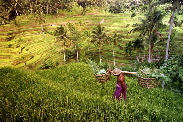 Landskap med risfält nära Ubud — Stockfoto