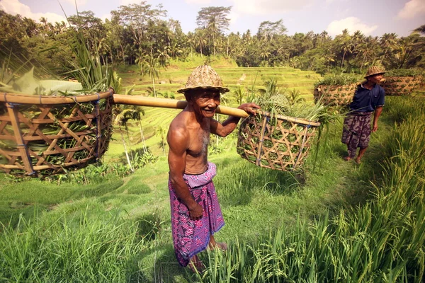 Paisagem do ricefield perto de Ubud — Fotografia de Stock