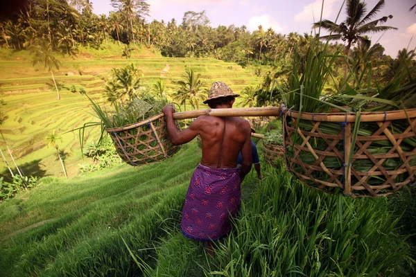 Landskap med risfält nära Ubud — Stockfoto