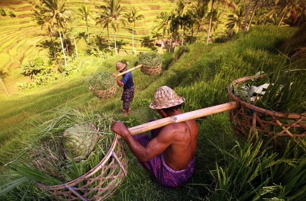 Landschap van de ricefield in de buurt van Ubud — Stockfoto
