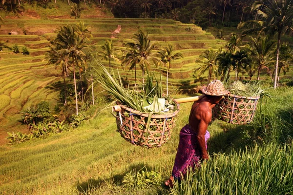 Ubud yakınındaki ricefield peyzaj — Stok fotoğraf