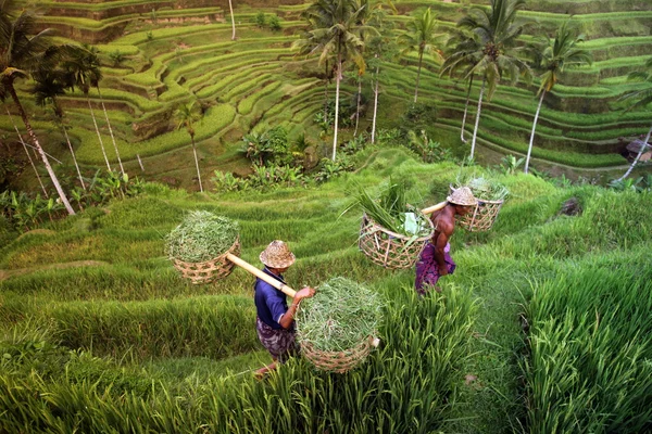 Paisagem do ricefield perto de Ubud — Fotografia de Stock