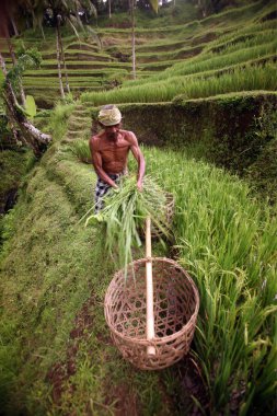 Ubud yakınındaki ricefield peyzaj