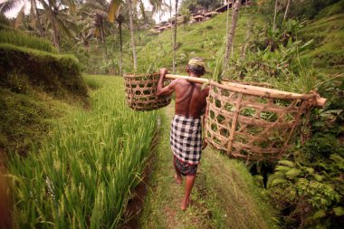 ricefields ve pirinç Teras peyzaj