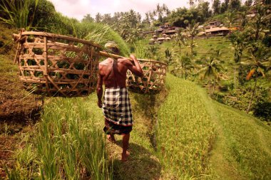 ricefields ve pirinç Teras peyzaj