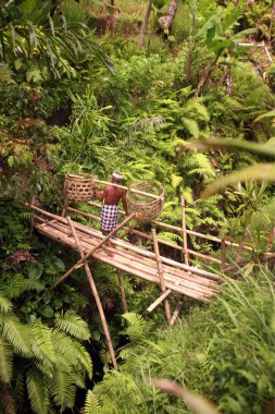 ricefields ve pirinç Teras peyzaj