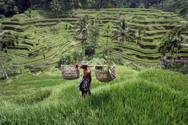 Ubud yakınındaki ricefield peyzaj