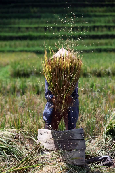 Paisaje de los campos de arroz y terraza de arroz — Foto de Stock