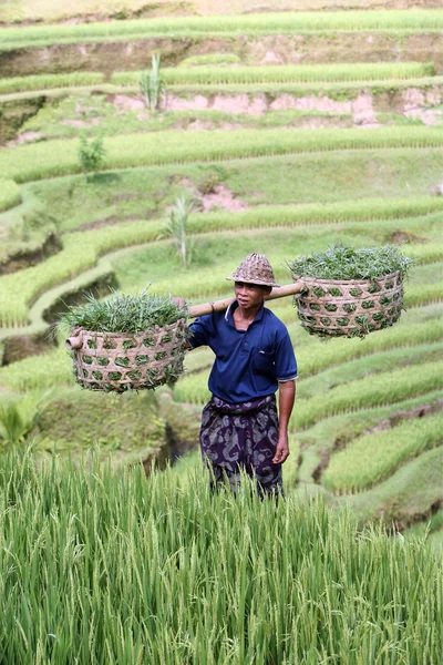 Landscape of the ricefield near Ubud — Stock Photo, Image