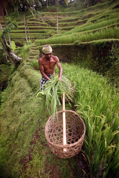 Landskap med risfält nära Ubud — Stockfoto