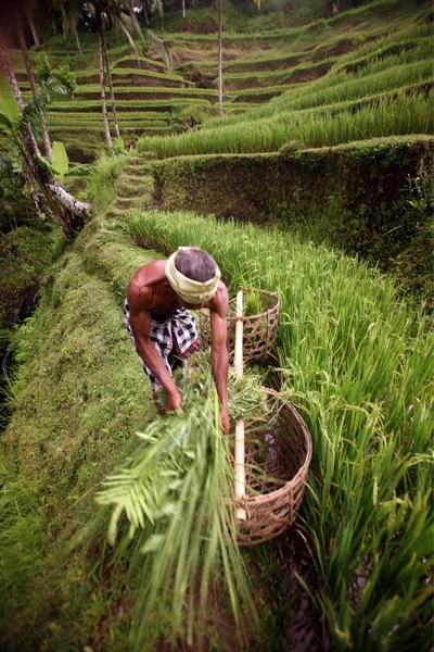 Landskap med risfält nära Ubud — Stockfoto