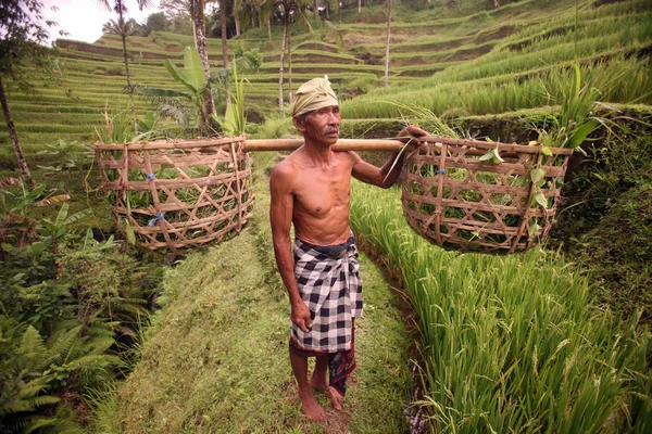 Landscape of the ricefield near Ubud — Stock Photo, Image