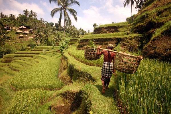 Landscape of the ricefields and rice terrace — Stock Photo, Image