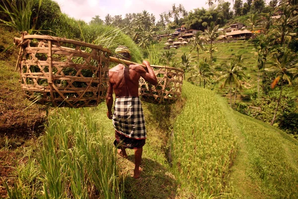 Landskap med risfält och ris terrassen — Stockfoto