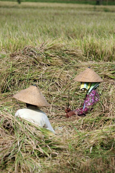 Paisaje de los campos de arroz y terraza de arroz — Foto de Stock