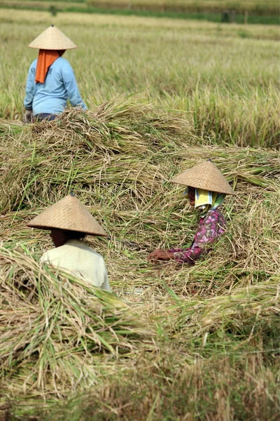 Paisaje de los campos de arroz y terraza de arroz — Foto de Stock