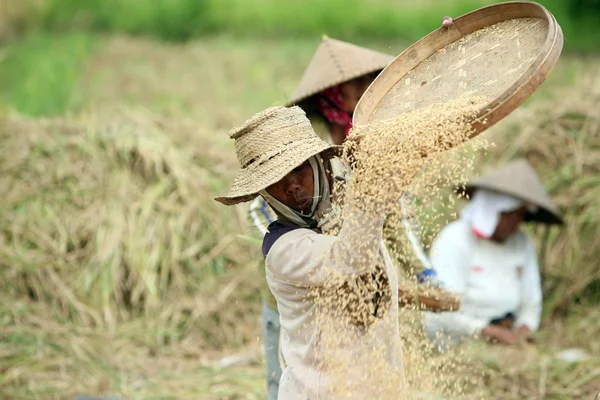 Landscape of the ricefield near Ubud — Stock Photo, Image