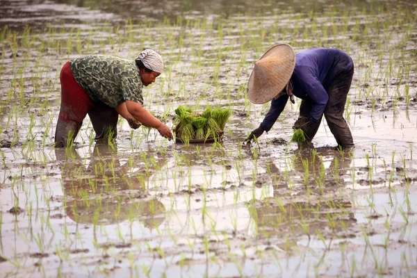 Agriculteurs en chapeau conique travaillant à ricefield — Photo