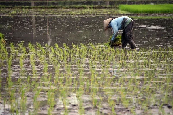 Paisaje del campo de arroz cerca de Ubud — Foto de Stock