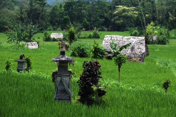 Ricefield no centro de Bali — Fotografia de Stock