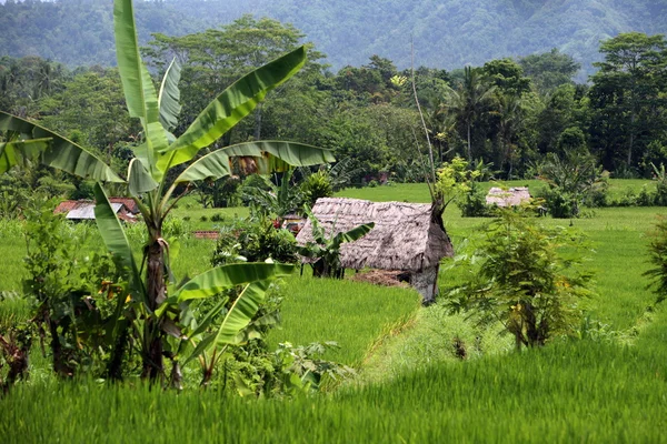 Campo de arroz en el centro de Bali — Foto de Stock