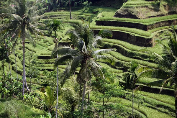 Ricefields とライス テラスの風景 — ストック写真