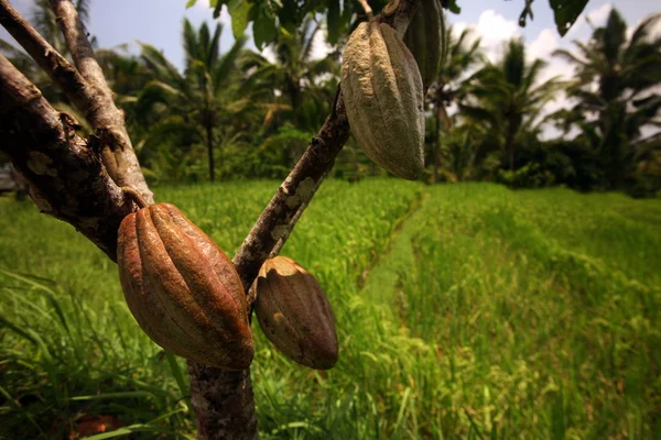 Cacao ültetvény Közép-Bali — Stock Fotó