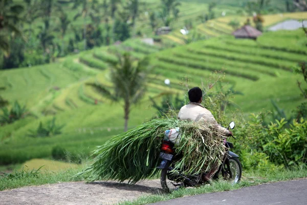 Ricefield nel centro di Bali — Foto Stock