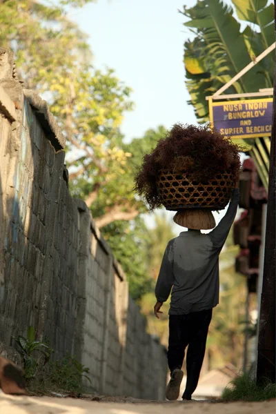 Personas que trabajan en una plantación de algas — Foto de Stock