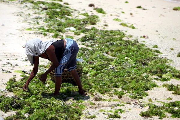 Bir deniz yosunu bir çiftlikte çalışan insanlar — Stok fotoğraf