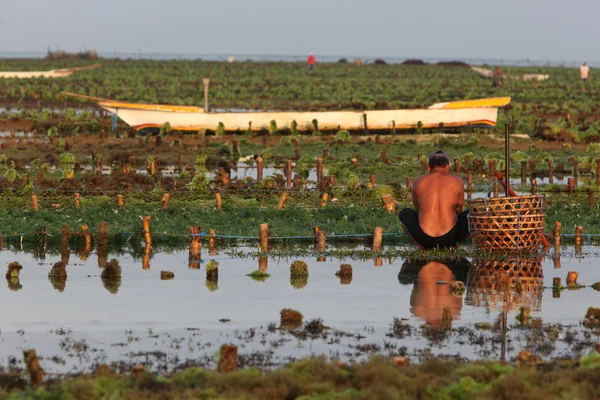 People at work on a seaweed plantation — Stock Photo, Image