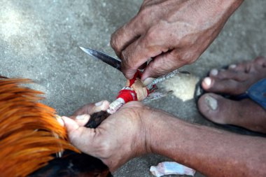 geleneksel horoz mücadele