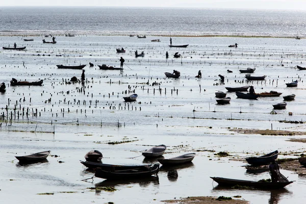 Люди на работе на плантации морских водорослей — стоковое фото