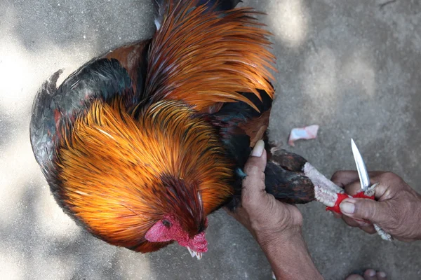 Tradicional polla lucha —  Fotos de Stock