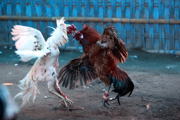 Tradicional polla lucha — Foto de Stock