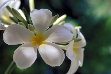 Beyaz tropik çiçekler