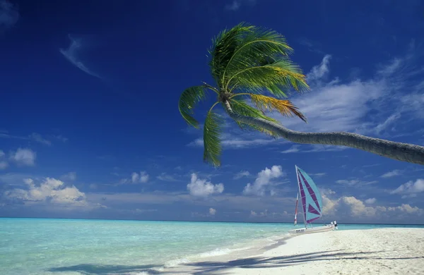 Palmera y catamarán en la playa — Foto de Stock