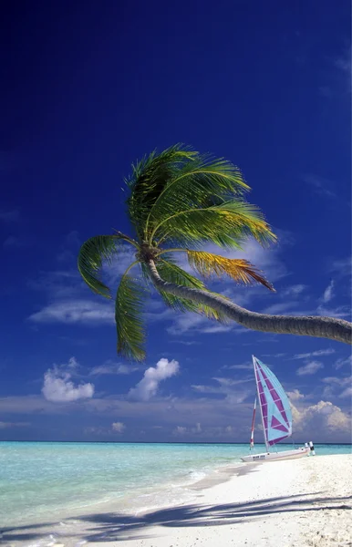 Palmboom en catamaran op strand — Stockfoto