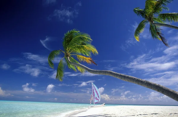 Palmy na pláži s přímořská krajina — Stock fotografie