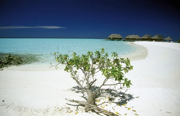Pequeño árbol en la playa — Foto de Stock